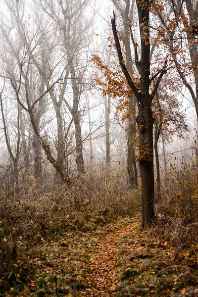 Zmrazené rostliny a stromy s detaily a mlha v parku na konci podzimu — Stock fotografie
