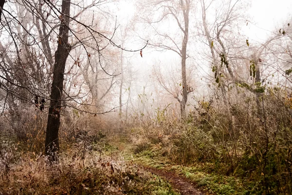 Donmuş bitkiler ve ağaçlar ayrıntıları ve sis sonbahar sonunda parkta