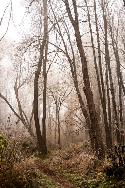 Donmuş bitkiler ve ağaçlar ayrıntıları ve sis sonbahar sonunda parkta