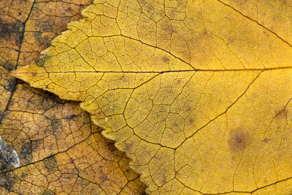 Одинарне висушене листя текстура — стокове фото