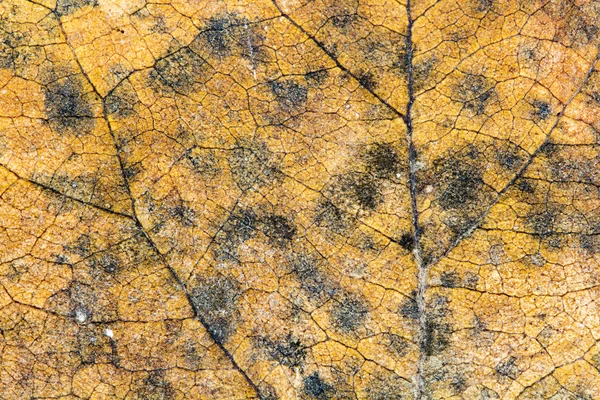 Jesienny suszonych liści - tekstura — Zdjęcie stockowe