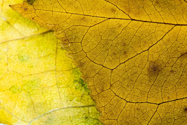 Sonbahar kurutulmuş yaprakları - doku
