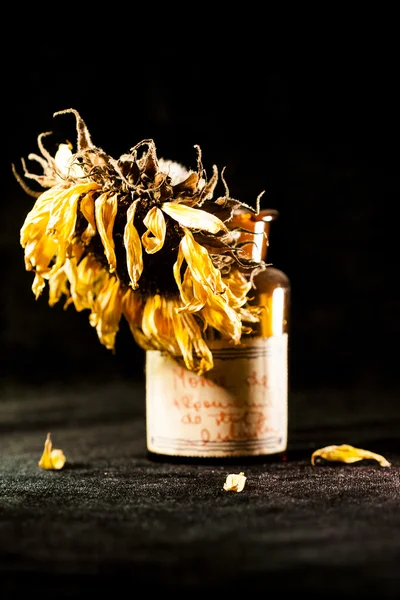 Still life composition with dried sun flower and dark background — Stock Photo, Image