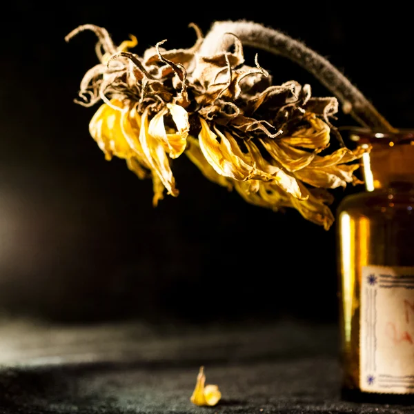 Kurutulmuş ayçiçeği ve koyu arka plan ile natürmort kompozisyon