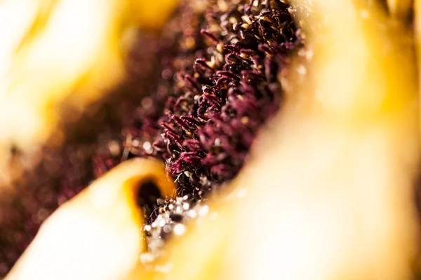 Torkade sun flower med Detaljer — Stockfoto