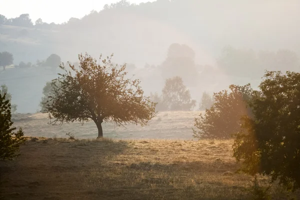 Romanian mountain landscape with fog and trees — Stock Photo, Image