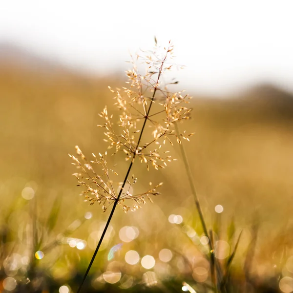 Plants and vegetation in the morning light with beautiful bokeh — Stock Photo, Image