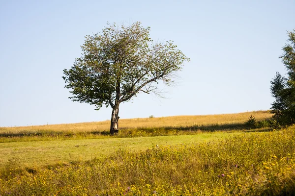 Roemeense berglandschap met mist en bomen — Stockfoto