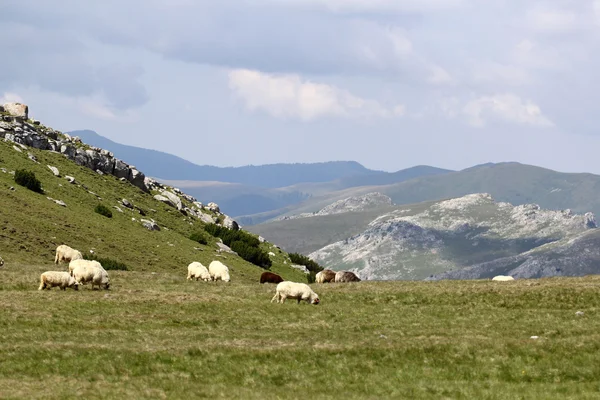 Paisagem das Montanhas Bucegi, parte dos Cárpatos do Sul na Roménia — Fotografia de Stock