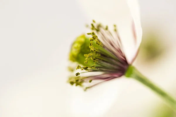 White poppy — Stock Photo, Image