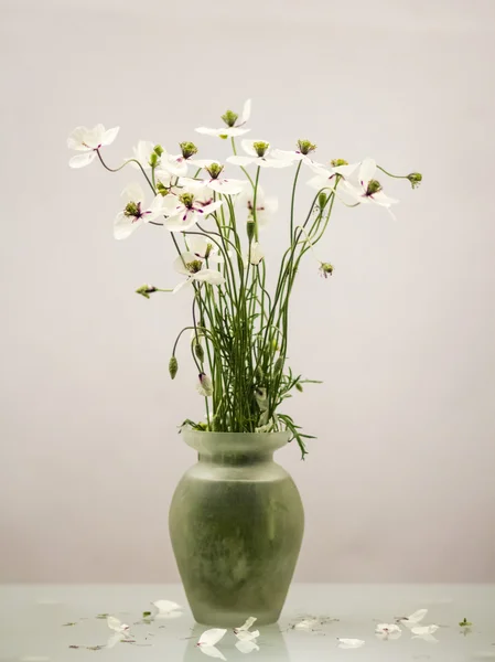 Coquelicots blancs dans un vase — Photo