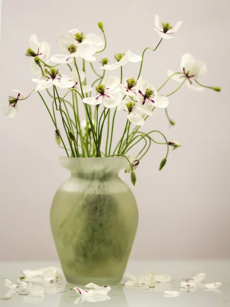 Amapolas blancas en un jarrón —  Fotos de Stock