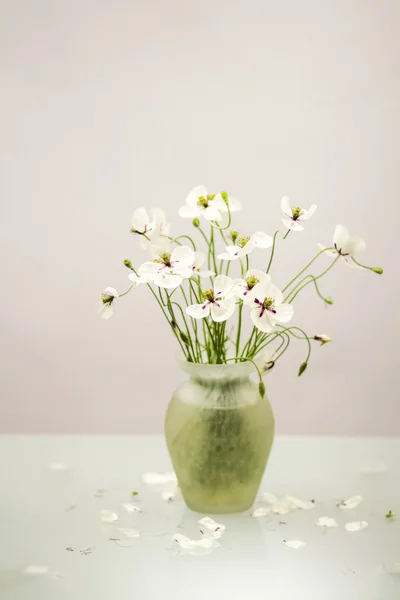 Papoilas brancas em um vaso — Fotografia de Stock