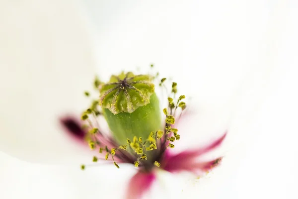 Witte papaver — Stockfoto