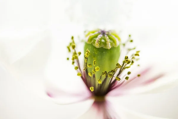 Witte papaver — Stockfoto