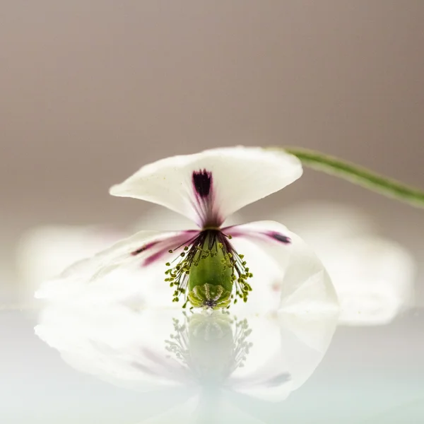 Amapola blanca — Foto de Stock