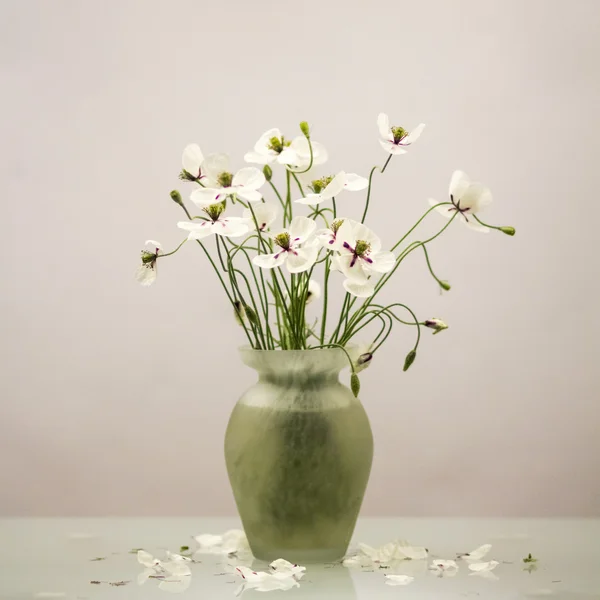 Papoilas brancas em um vaso — Fotografia de Stock