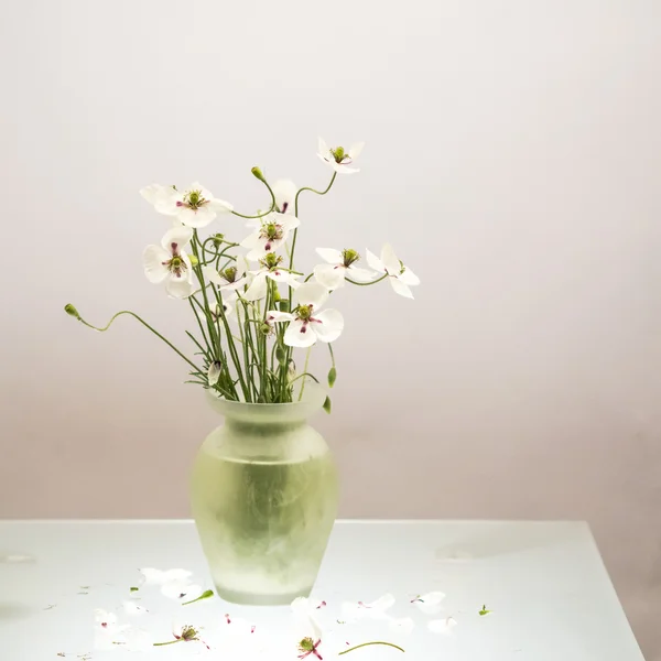 Papoilas brancas em um vaso — Fotografia de Stock