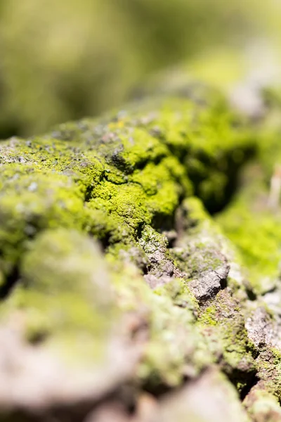 樹皮の質感と非常にソフト フォーカスの背景に緑の苔で抽象的な構成 — ストック写真