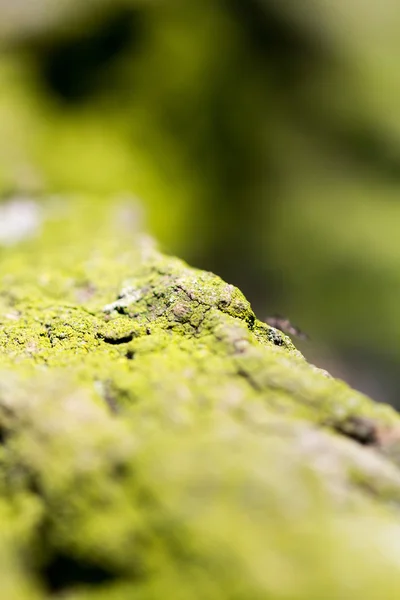 Abstract composition with green moss on tree bark - texture and background with very soft focus — Stock Photo, Image