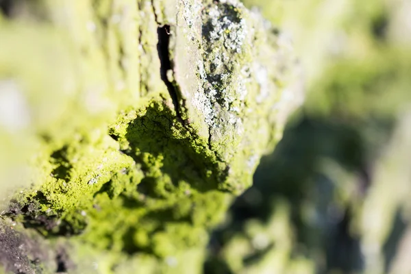Αφηρημένη σύνθεση με πράσινα βρύα σε φλοιό δέντρων - υφή και φόντο με πολύ μαλακή εστίαση — Φωτογραφία Αρχείου