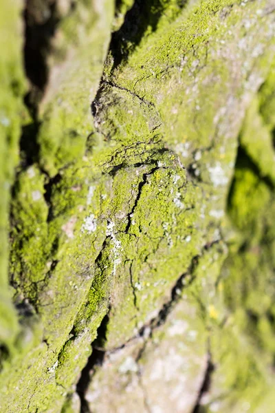 Ağaç kabuğu - doku ve çok yumuşak odak ile arka plan üzerinde yeşil yosun ile soyut kompozisyon — Stok fotoğraf