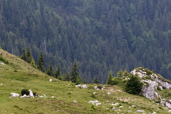Τοπίο από Bucegi βουνά, μέρος της Νότιας Καρπάθια στη Ρουμανία — Φωτογραφία Αρχείου