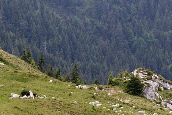 Krajobraz z gór Bucegi, część Karpat Południowych w Rumunii — Zdjęcie stockowe