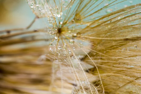 Paardebloem zaden met waterdruppels op kleurrijke achtergrond — Stockfoto