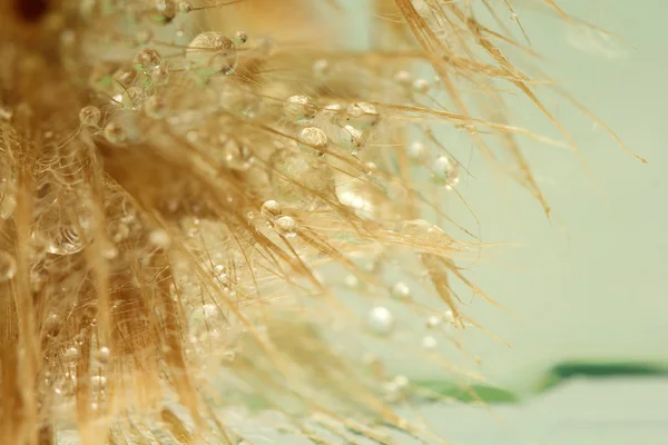 Semillas de diente de león con gotas de agua sobre fondo colorido — Foto de Stock