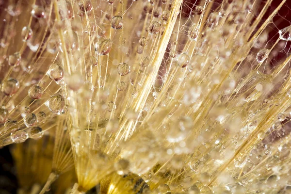 Paardebloem zaden met waterdruppels op kleurrijke achtergrond — Stockfoto