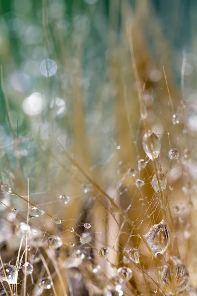 Dandelion seeds with water drops on colorful background — Stock Photo, Image