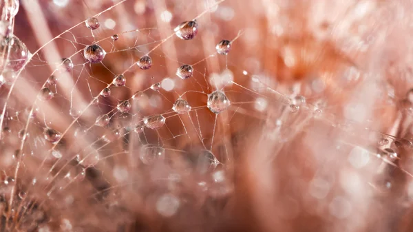 Paardebloem zaden met waterdruppels op kleurrijke achtergrond — Stockfoto