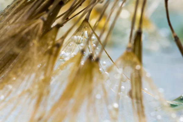 Семена одуванчиков с капельками воды на красочном фоне — стоковое фото