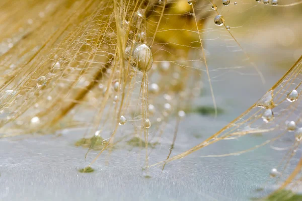 Paardebloem zaden met waterdruppels op kleurrijke achtergrond — Stockfoto