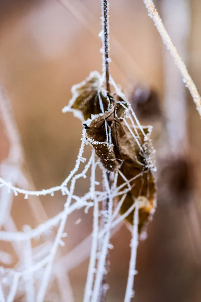 Plantes et feuilles congelées avec toiles d'araignée et détails à la fin de l'automne — Photo