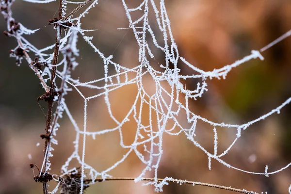 Plantes et feuilles congelées avec toiles d'araignée et détails à la fin de l'automne — Photo