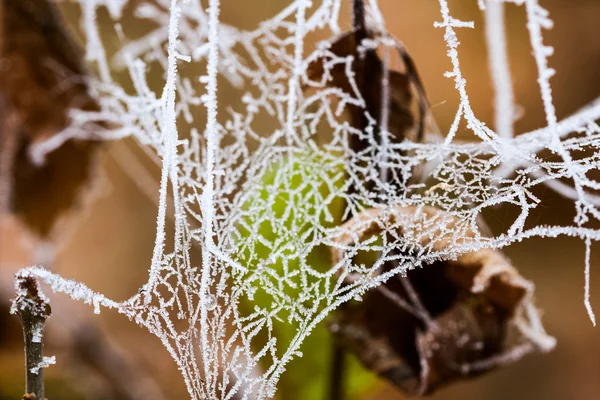 Zamarzłych roślin i liści z niciach i szczegóły pod koniec jesieni — Zdjęcie stockowe
