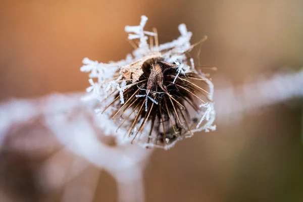 冷凍植物や葉スパイダーウェブスと秋の終わりに詳細 — ストック写真