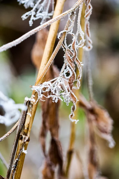 Frozen plants and leaves with spiderwebs and details at the end of autumn — Stock Photo, Image