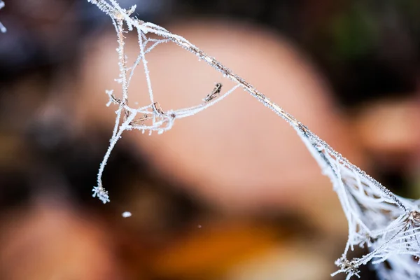Замороженные растения и листья с паутиной и детали в конце осени — стоковое фото