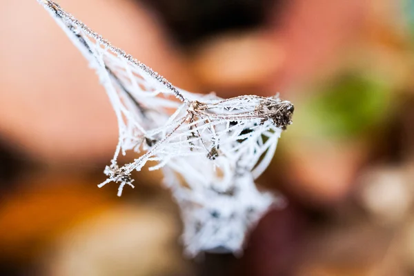 冷冻的植物和叶子蜘蛛网和秋天末尾的详细资料 — 图库照片