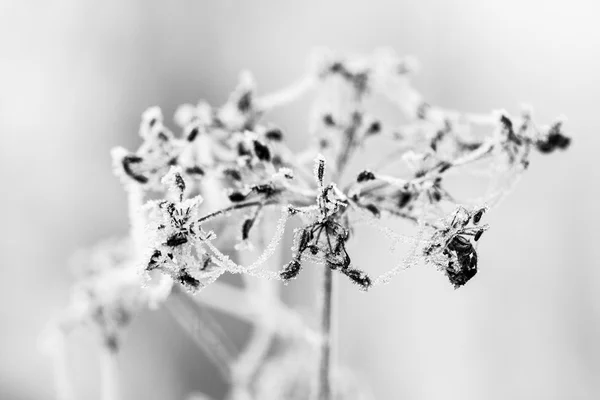 Bevroren planten en bladeren met spinnenwebben en details aan het eind van de herfst — Stockfoto