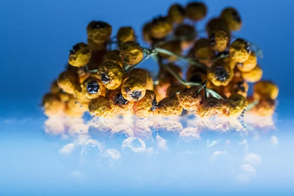 抽象的な構成と乾燥、光が反射してオレンジ色の野生植物果物や青背景 — ストック写真