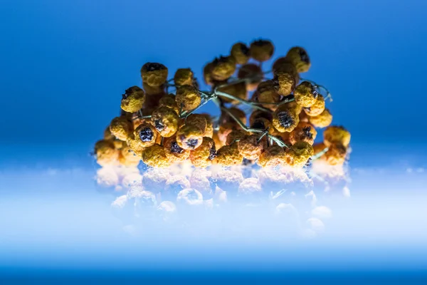 Abstract composition with dried, orange wild plant fruits and blue background with reflections — Stock Photo, Image