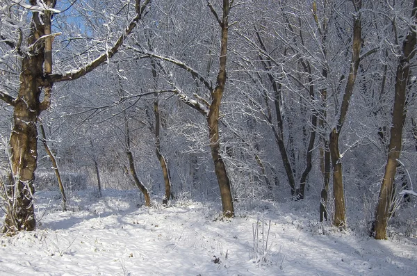 Χειμερινό τοπίο στο πάρκο — Φωτογραφία Αρχείου