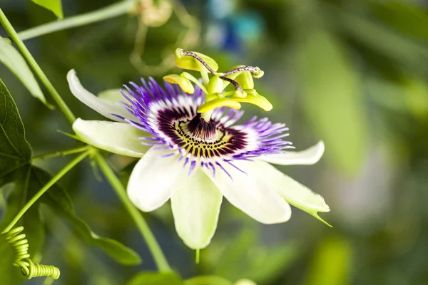 Fleur de passion (Passiflora incarnata) avec détails — Photo