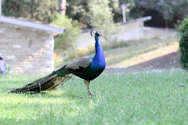 Schöner Pfau in einem Reservat — Stockfoto