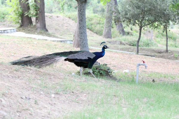 Schöner Pfau in einem Reservat — Stockfoto