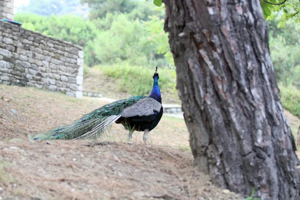 Schöner Pfau in einem Reservat — Stockfoto